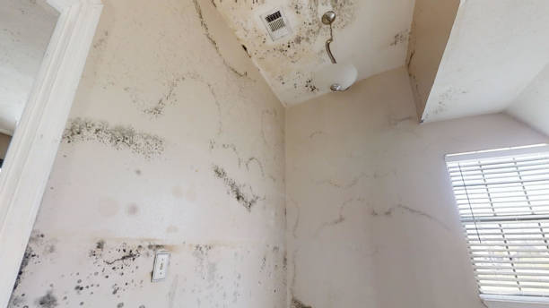 Best Mold Remediation for Healthcare Facilities  in Rugby, ND