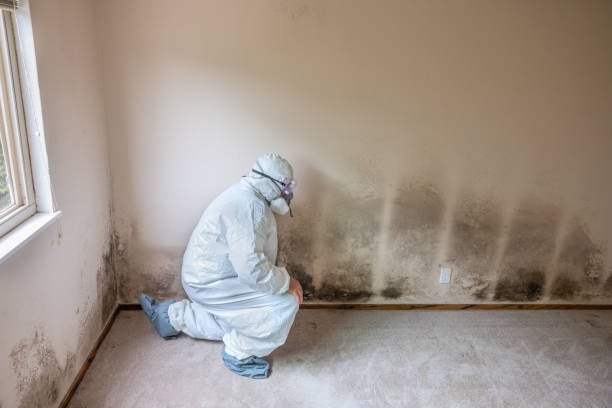 Best Mold Odor Removal Services  in Rugby, ND