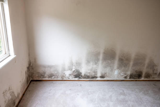 Best Forensic Mold Investigation  in Rugby, ND