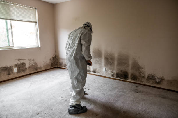 Best Emergency Mold Remediation  in Rugby, ND